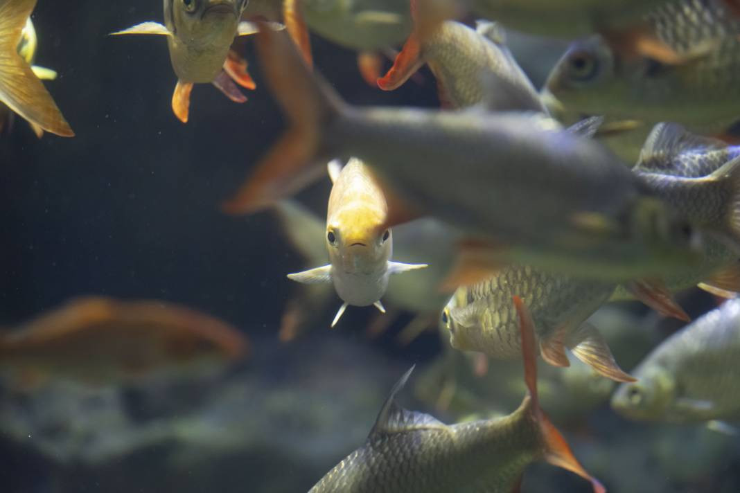 Sanayi dalgıçları vatoz ve köpekbalıklarını elleriyle besliyorlar. Onlar en zor mesleği yapıyor! - Resim: 14